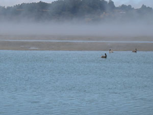 Coastal estuary with pelicans